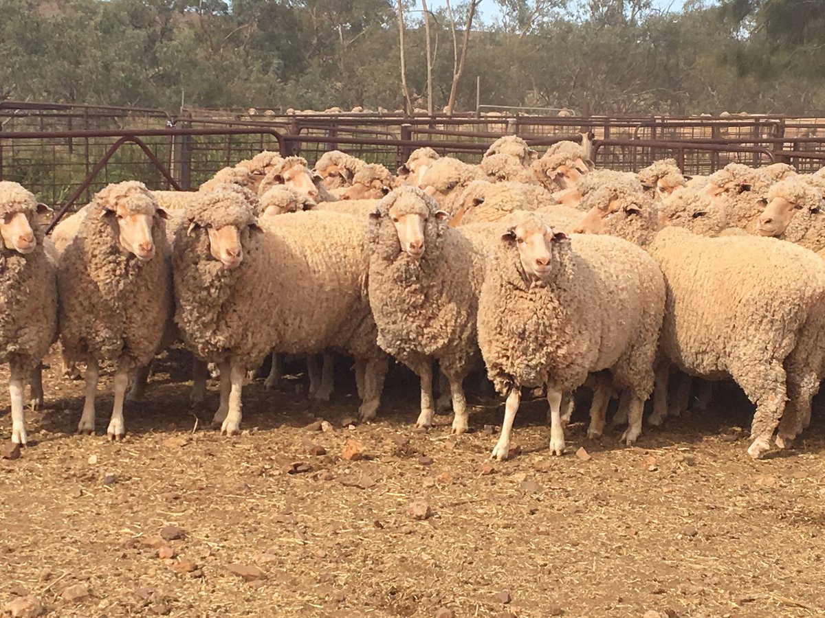 gsawyer71's tweet photo. #woolspecialist rangeland merino ewes ready for shearing cutting kg of the world natural fibre #wool #merinosnug #merino https://t.co/Sai4h8cGrq