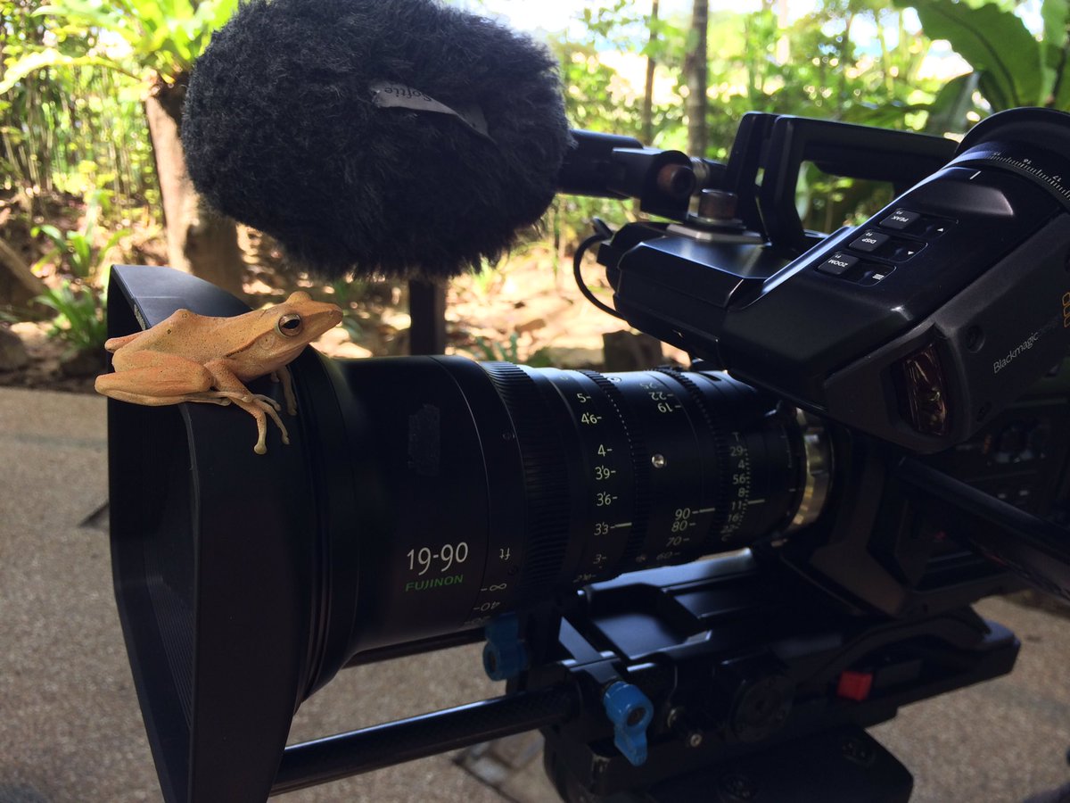 Kevin_Babey's tweet photo. Check out this little dude! #ProjectBorneo @Blackmagic_News @FujinonOptics @PAG_UK @camRade @CarlZeissLenses @GB_Labs @rrrshangrila https://t.co/WLxVh2cq16