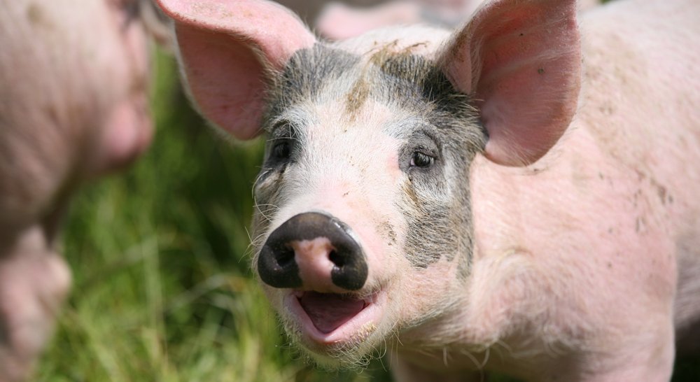 HelenBOrganic's tweet photo. #pigoftheweek "Laughing Pig" @Ocado @AbelandCole @sainsburys @WFMLondon @gfreeedinburgh #organic #greattaste https://t.co/jW9gmI1gc5 https://t.co/RsitrHpUGl