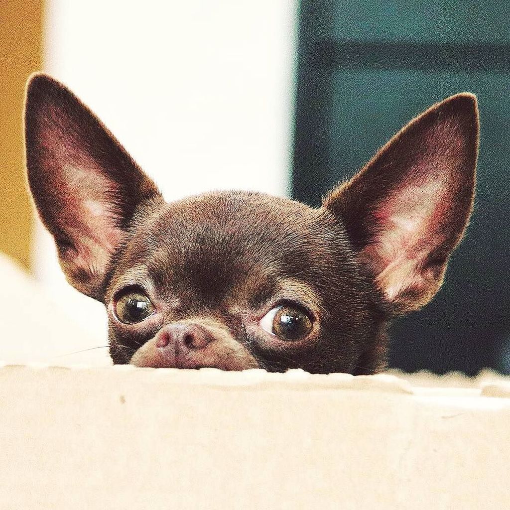 ChihuahuaIsland's tweet photo. I see what you doing there! Regrann_App from @itschicathechi - Peek-a-boo bitches 🐶👀 - #spy #bigears #peek #peekab… https://t.co/9OhIyREfdf