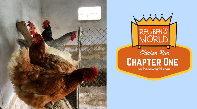 Reubens_World's tweet photo. Chicken Run: Chapter One https://t.co/YwPYDpb3FK #ReubensWorld  I  wrote  this  story  about  my  chickens https://t.co/mRh4tNJGkY