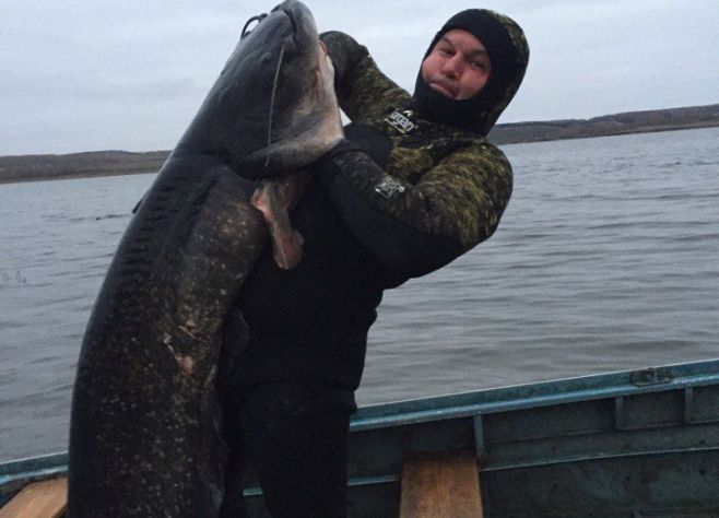 рыбы реки камы. камская щука. рыбы реки камы. рыбы реки камы. хищные рыбы волги.