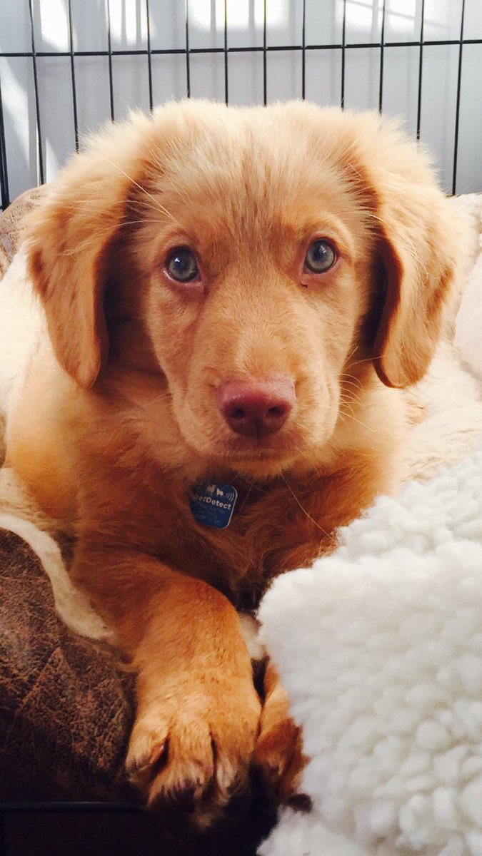 kim_healey_'s tweet photo. @RichardHealeyMD and I have a new little family member...#meetpip https://t.co/7hvK18725A