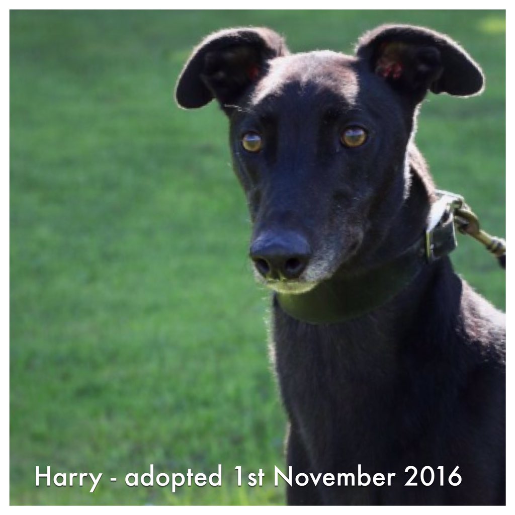 HOMED. Harry went to his for ever home yesterday so we wish him well settling in to his new environment .❤️🐾 #retiredandlovingit @rgt_uk