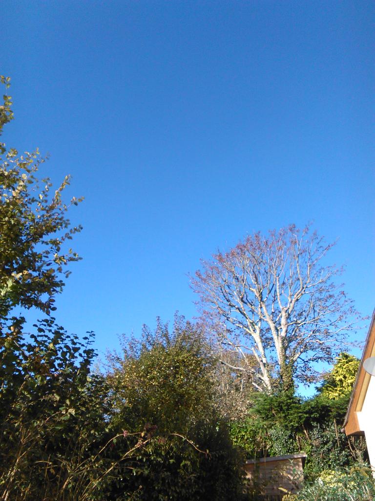 oddjobsteve's tweet photo. Clear blue sky in November #gardenmaintenance #handyman services #westcornwall #nojobtoosmall https://t.co/6dn3rNLsj3