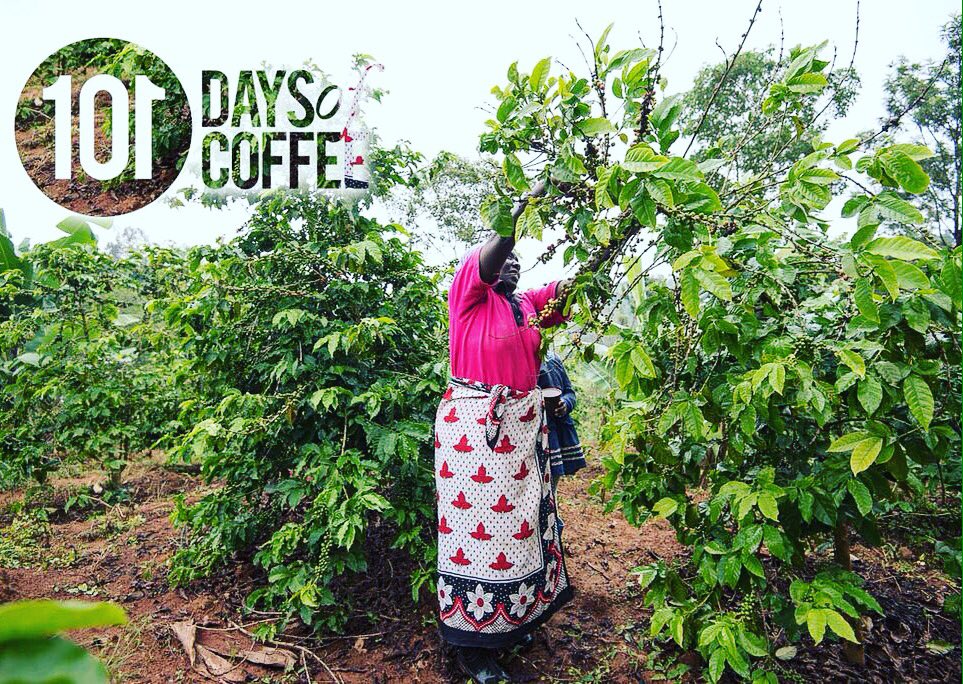 VavaCoffeeKenya's tweet photo. Day86: #101daysofcoffee The importance of knowing the Financial system &amp; how it may fail(female)coffee chain actors https://t.co/H7WX2W7U5A