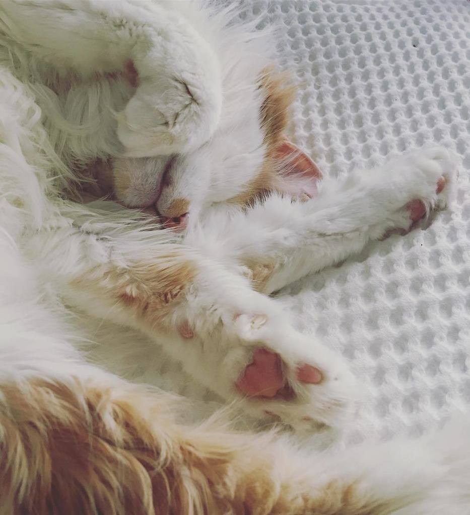 Cup_Cakr's tweet photo. Half of Rolo ☺️
.
.
.
.
.
.
.
.
#fmsphotoaday #fmspad #fms_half https://t.co/zUU3Oo6GMr https://t.co/ewy8MOmKW6