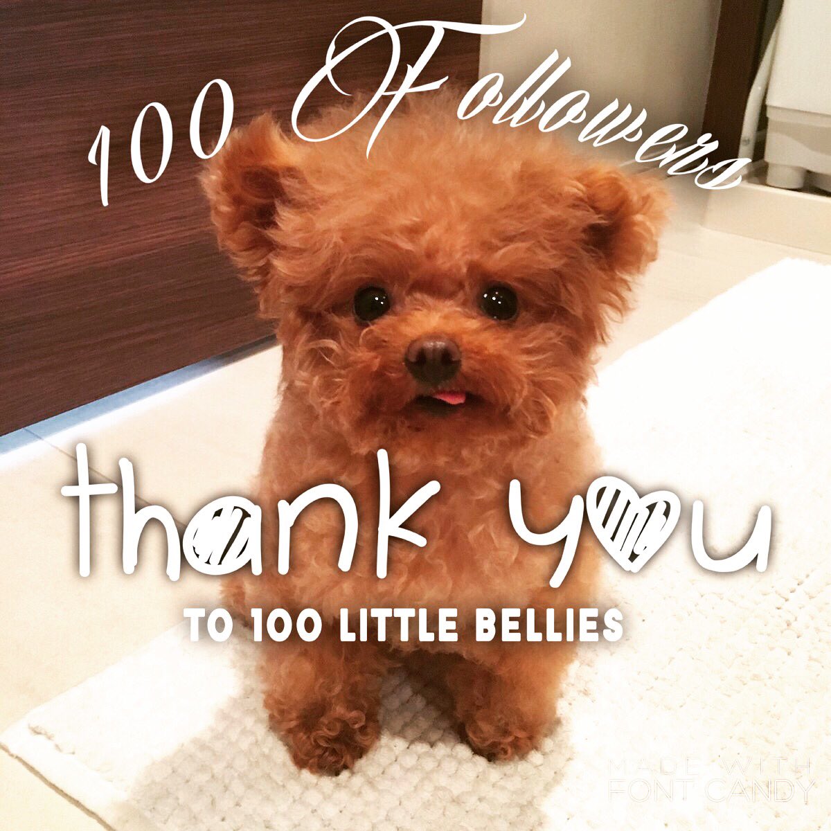 dog dogs dogsoftwitterpic twitter com etfeyghrer - dog instagram followers