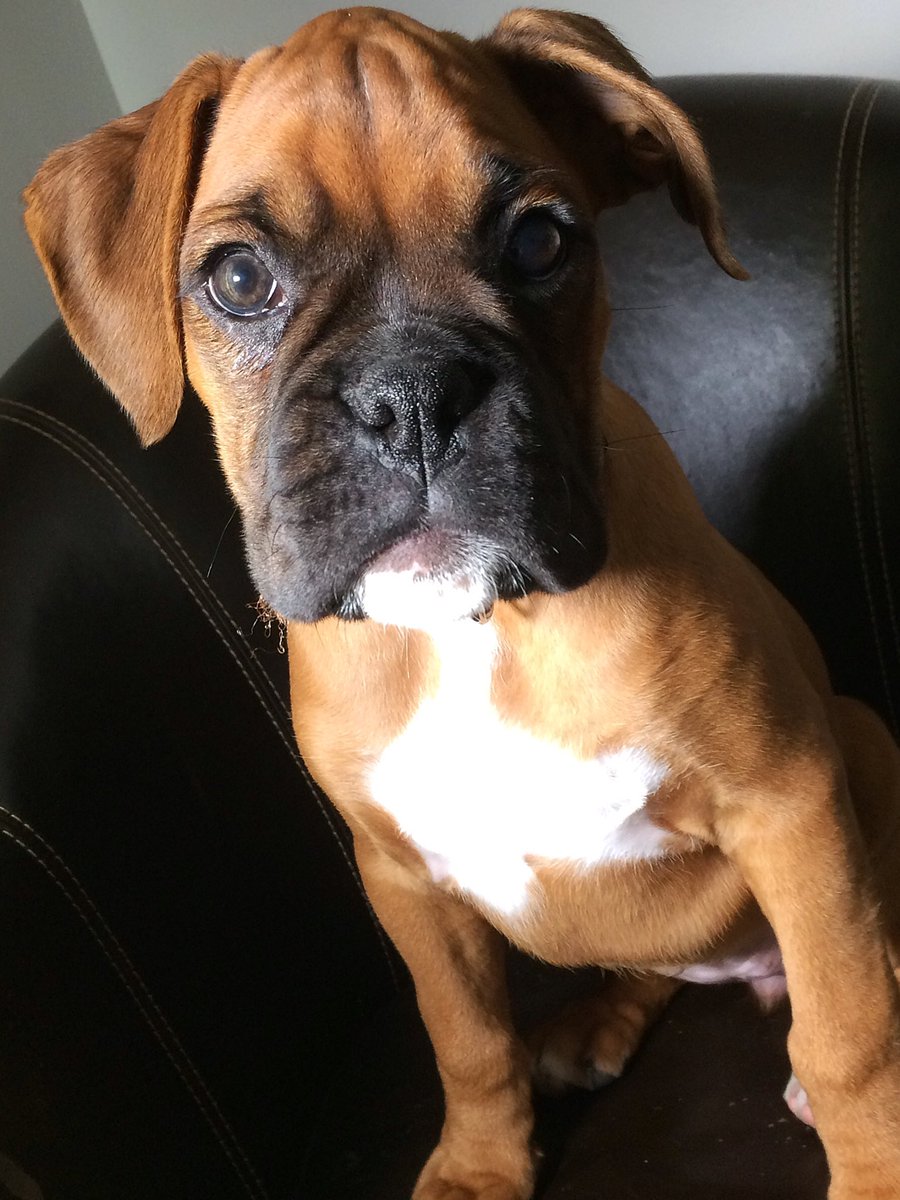 Hanners__'s tweet photo. This one is trying to use her cuteness to her advantage again...
#Boxer #BoxerPuppy #tenweekold #puppylove #iPhone5s #iPhoneography #Hanners https://t.co/CZhBRnkmVL