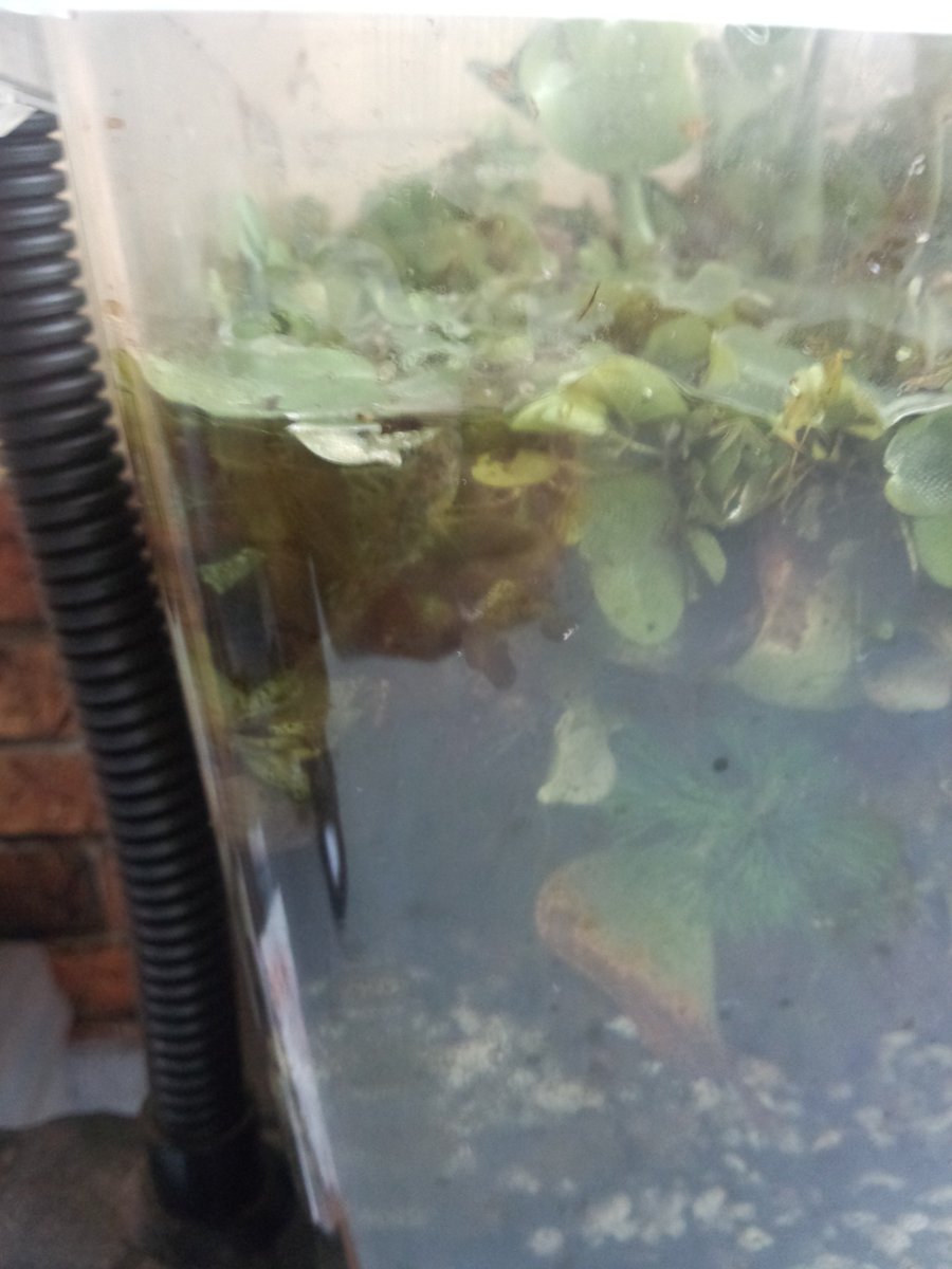hayoire's tweet photo. UMAじゃないけど…比較的はっきりのほうかな。珍しく水面近くの水草に貼りついていたが https://t.co/78JJ44h4ok