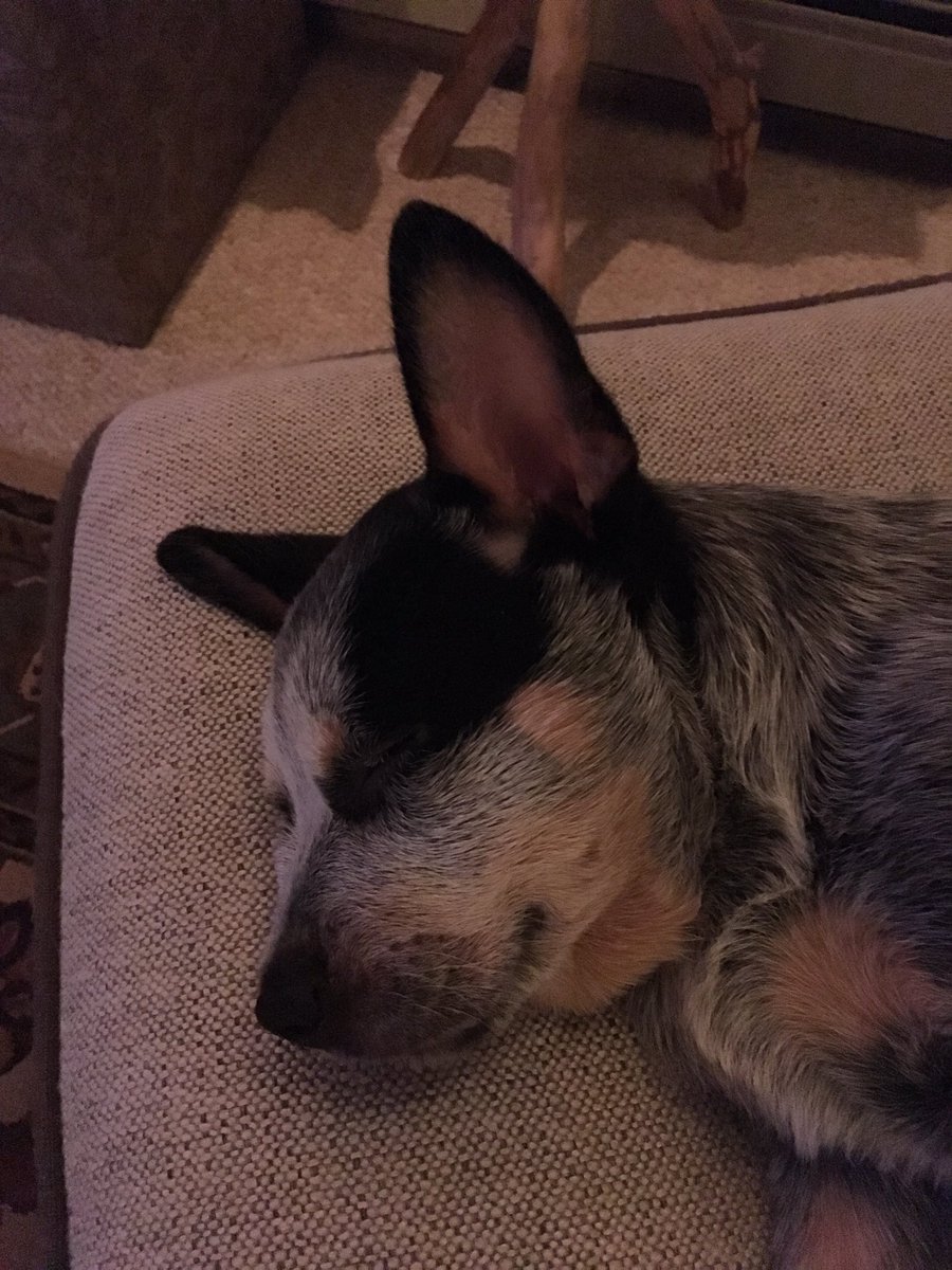 NMCma68's tweet photo. Newest addition 🐶🐕🎉🤗#ACD #cattledogsrule #love #lifelongfriend https://t.co/nudygqwTJX