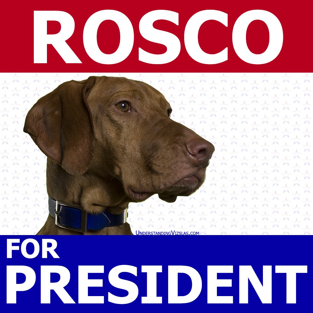 VizslaFun's tweet photo. Wordless Wednesday: Rosco for President https://t.co/eujAa9NsC4