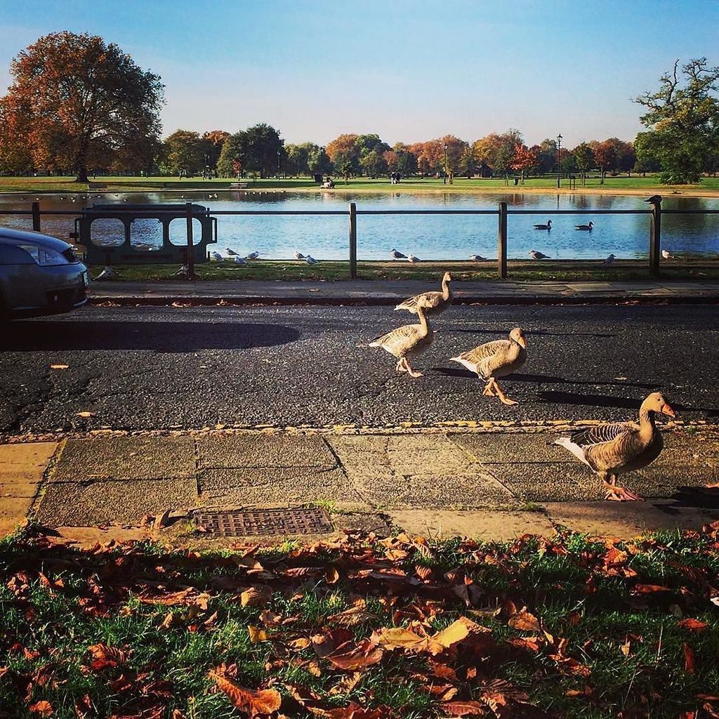 #HappyHumpday! Slow down; take a break and just enjoy this photo of some ducks crossing th… ift.tt/2eUuIK8