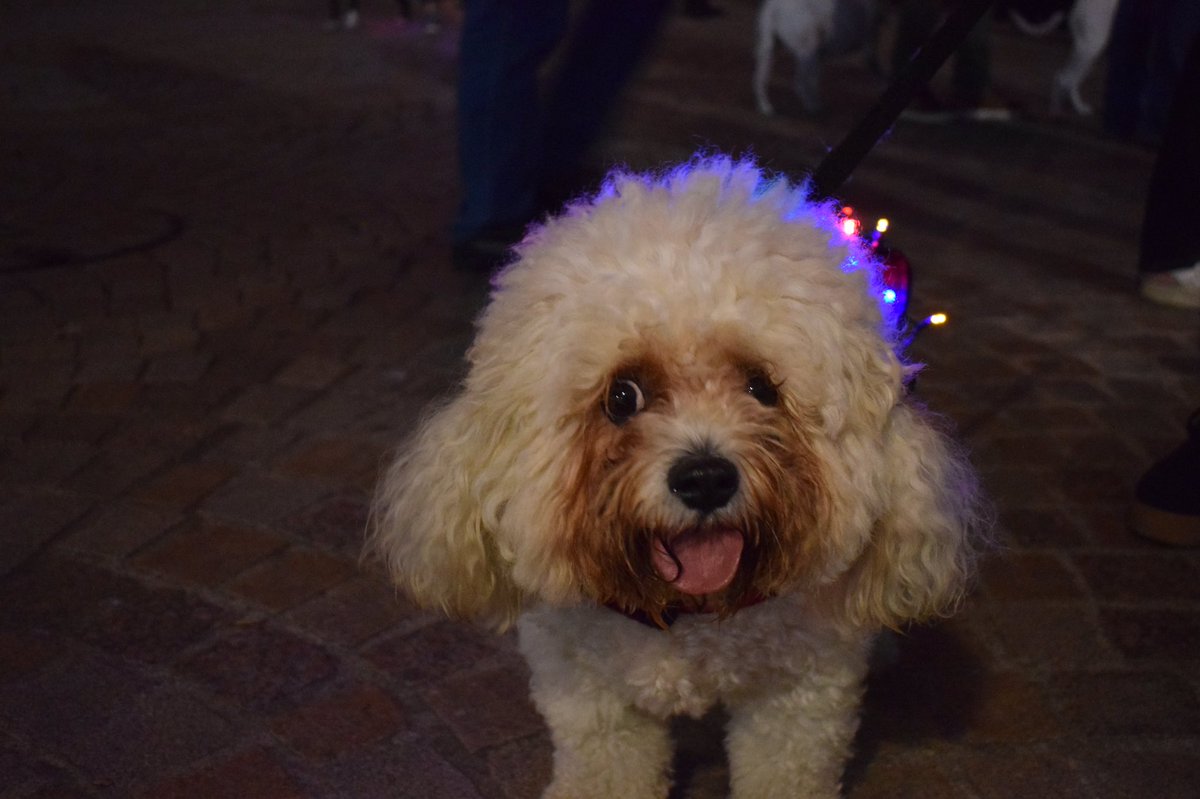 More photos from the <a href="/LumiDogs/">LumiDogs</a> event :)💙💜💚💛❤️