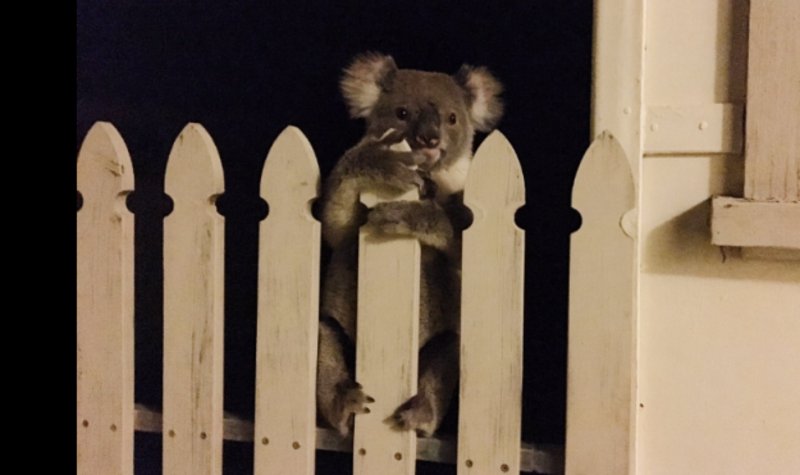People Are In Love With This Wayward Koala A Woman Found Peeking Over ... via <a href="/stephemcneal/">Stephanie McNeal</a> zoot.li/df603