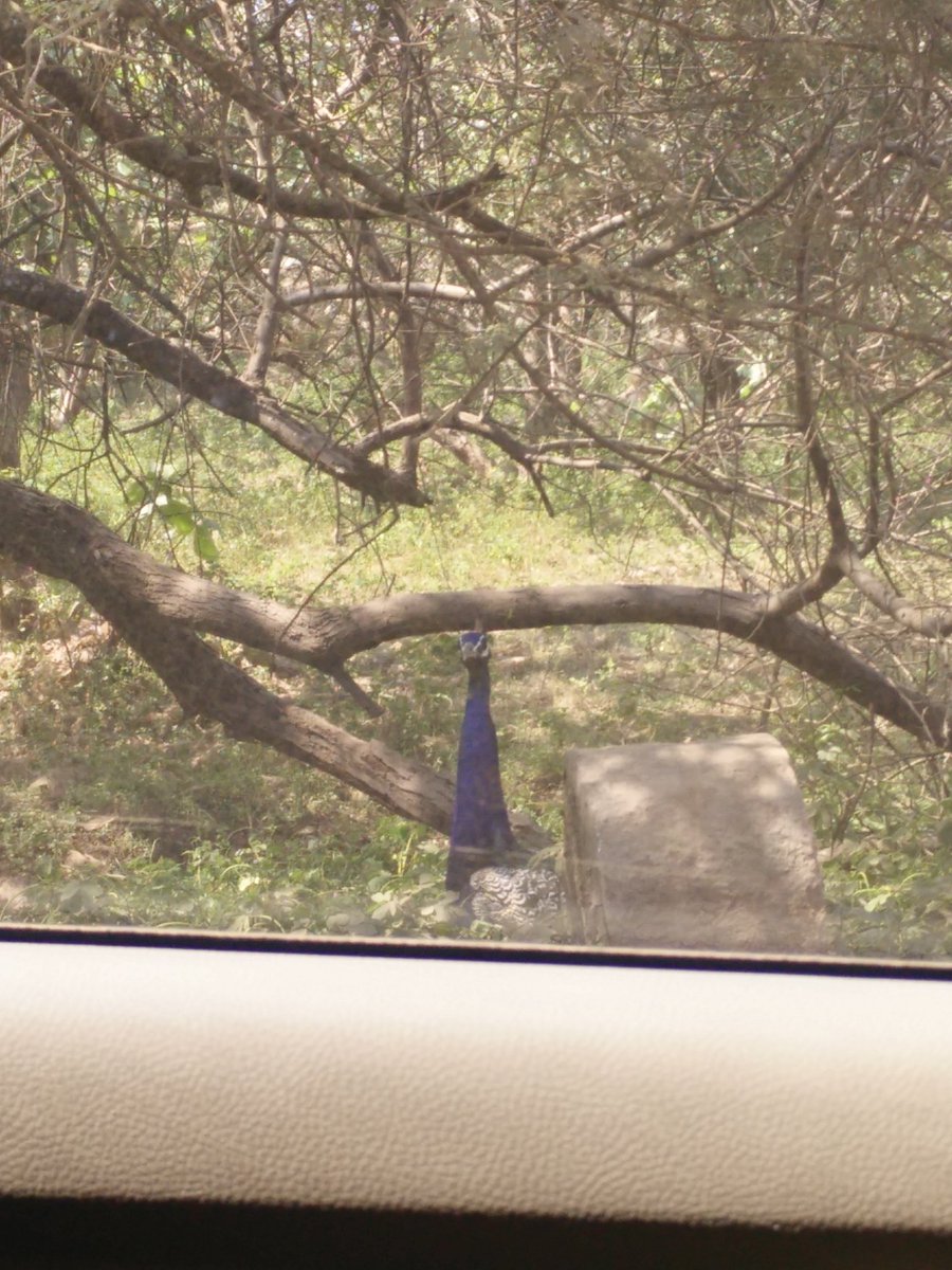 mehtap4u's tweet photo. @Uber_Pix Found peacock peeping at us through the car window in the forest.. :) https://t.co/3FLd6tWQSG