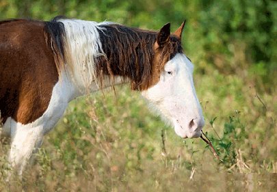 tackrus's tweet image. The rare Abaco Barb, which is in great danger of extinction, is believed to have descended from Spanish horses.