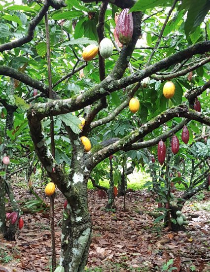 After the worst drought in Brazil in 50+ years, the rains have returned and the trees on our farm are now starting to grow pods again...