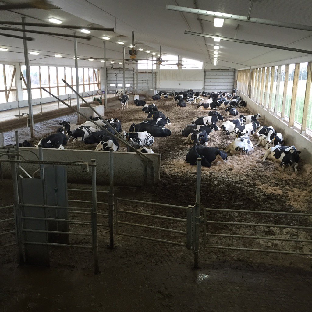 Now that I got the 5 heats out of there... Content cows