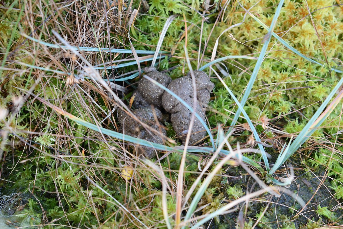 NPWSNatureCons's tweet photo. Appalling to see so much dog dirt on &amp; off the Clara Bog SAC boardwalk. It has a huge negative effect on this protected bog #pleasepickup https://t.co/uC3SFIHavw