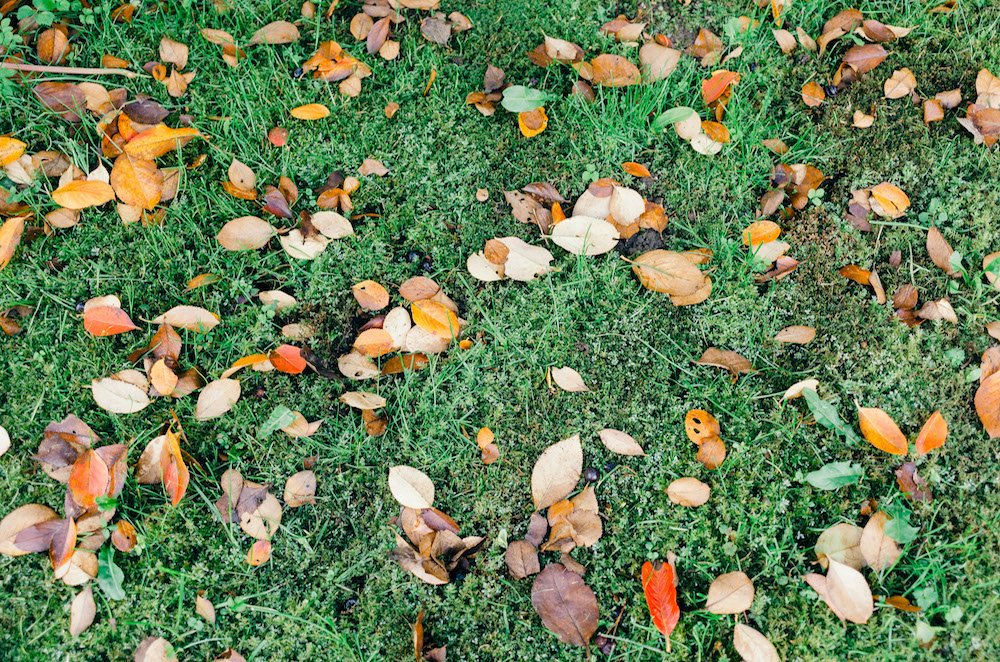 gsulandscaping's tweet photo. Not in the mood to deal w/ leaves this year? We understand - we're happy to handle it for you 🍃 🍂 🍁  Free estimate: https://t.co/8q1Joump26 https://t.co/SsOGv140ZJ
