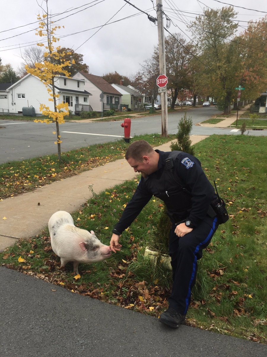"Kevin Bacon" was spotted wandering in Dartmouth yesterday. Officers located owner and returned him safe &amp; sound