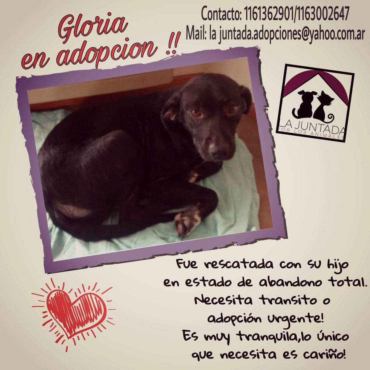 LaJuntadaBoedo's tweet photo. Simón en adopción! O transito urgente!!!
Para seguir ayudando a otros rescatados necesitamos de tu colaboración! https://t.co/7IXkAJwTvs