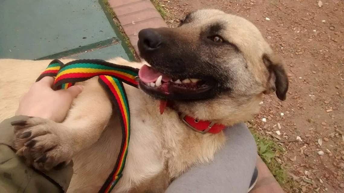 LaJuntadaBoedo's tweet photo. Dale una oportunidad a Nano, este paticorto de aproximadamente 2 años, dale una oportunidad de tener una familia! https://t.co/pTuG2EIQdr