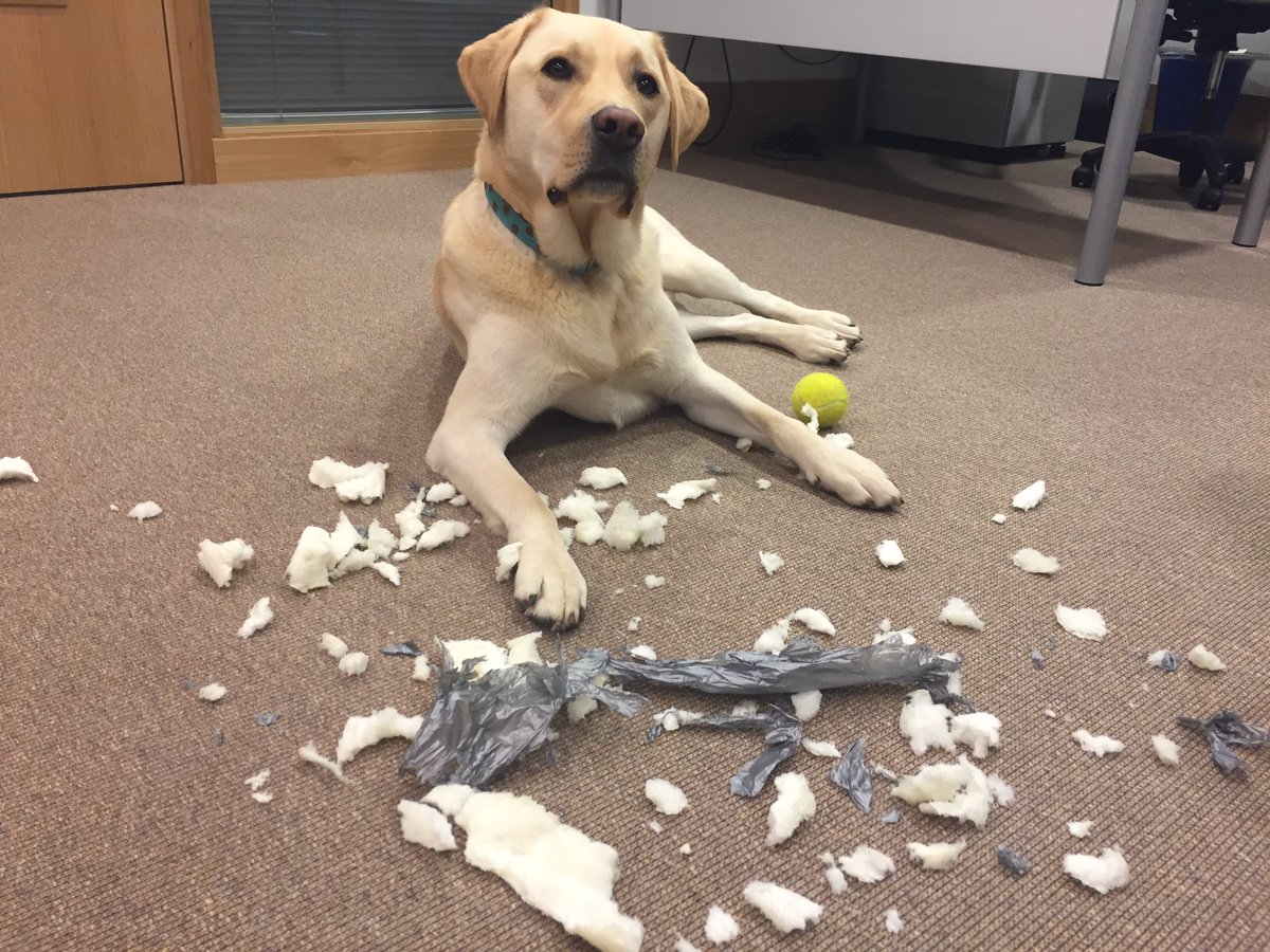 Who did this? #barney #inthedoghouse