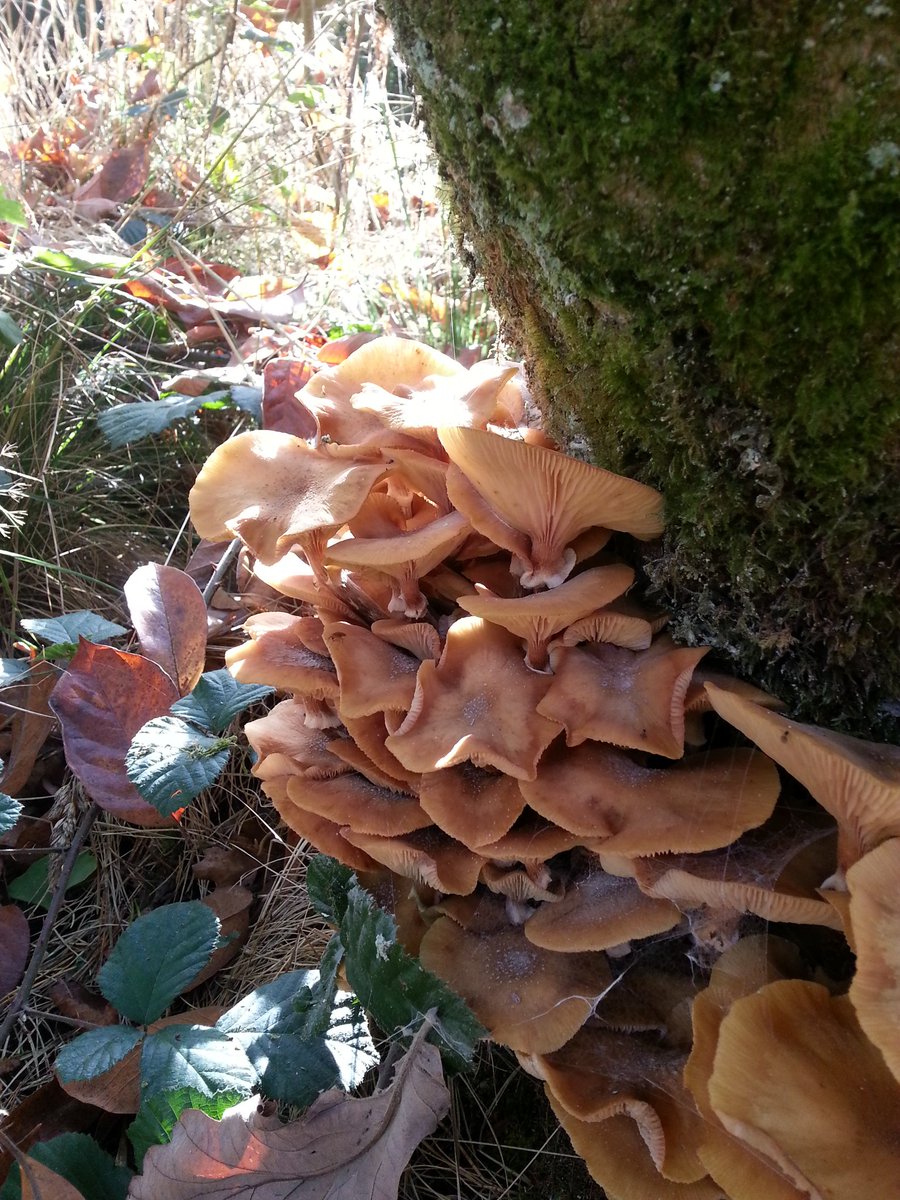 There's just as much to see below the tree canopy @WestonbirtArb @gloswildlife #namethatfungi