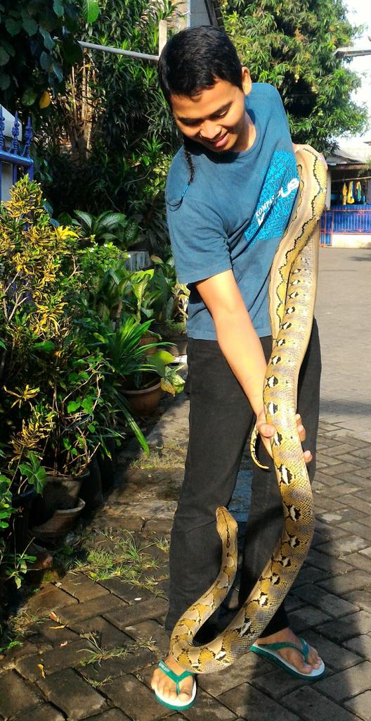 agussyawal's tweet image. Platinum reticulated python

#reticulatedpython
#reticulatusloverindonesia
#pythonlover
#sobatreptil