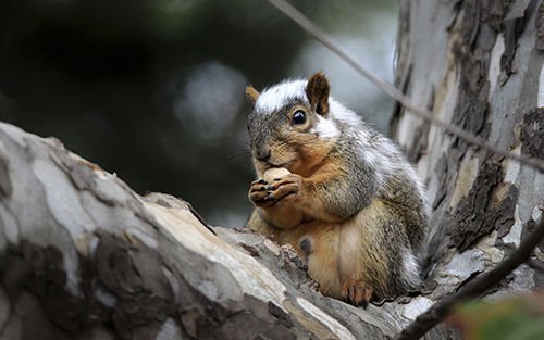 KansanNews's tweet photo. A mild winter is coming &amp; it might mean more #KU squirrels. Read: https://t.co/866ONfonj3 https://t.co/kaUazZOFdU