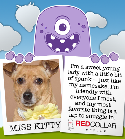 RED Collar Rescue Wednesday! Miss Kitty wants a forever home. She's well mannered, house trained, &amp; great w/ dogs &amp; cats. info@redcollar.org