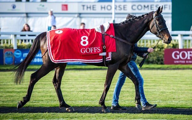 TMBloodstock's tweet photo. Sumkindofking bought @GoffsUK Aintree Sale for @TomGeorgeRacing Congrats to all connections #BumperWinner by 12 lengths https://t.co/RNOo07tw83