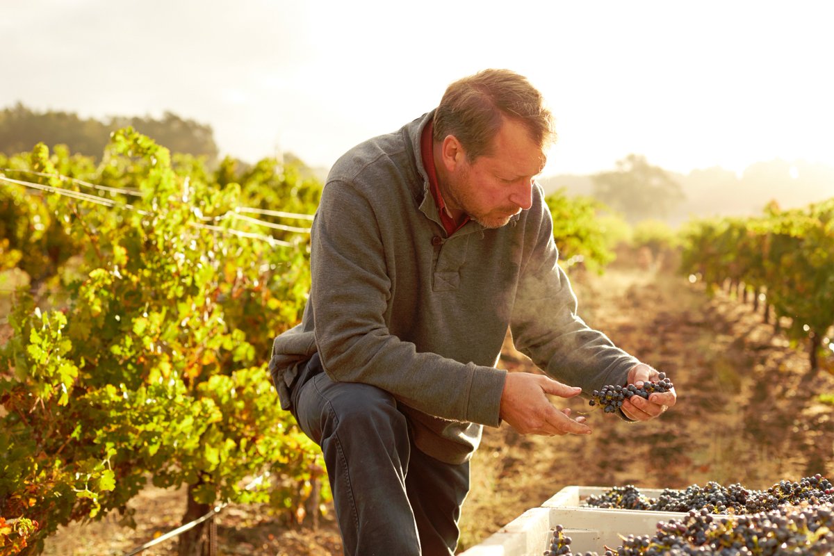 We can't wait to try this Old Vine Cabernet! Thanks for the photo <a href="/BreconEstate/">Brecon Estate</a>! #Harvest2016 #PasoRoblesWine