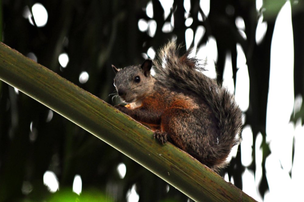 MothClark's tweet photo. Two years ago, we were counting the days to our trip to #CostaRica! Here's a #Variagated #squirrel in the hotel garden the day we arrived... https://t.co/I1fsDl8WYx