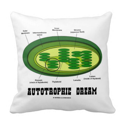 blastfromcplast's tweet photo. Gonna sleep well tonight with my new pillow! Hmu if you want one https://t.co/K6i9PgpPTe