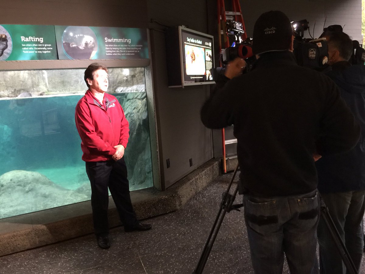 Special media event at <a href="/vanaqua/">Vancouver Aquarium</a> begins! We were happy to be part of the sea otter pups rescue.