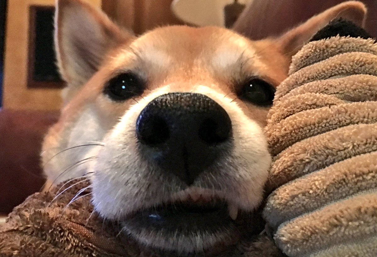 Be on the lookout for a redesigned home page over the next couple weeks!

leashyourself.com

#startup #tech #adoption #dogs #website