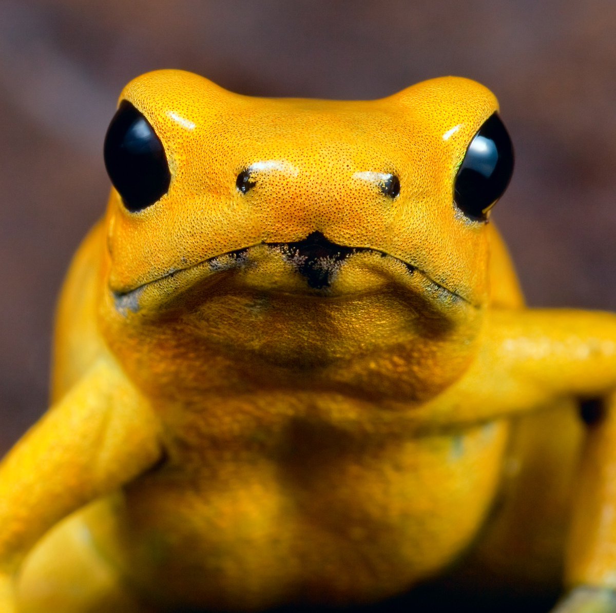 A golden poison dart frog has enough venom to kill 10 adults.