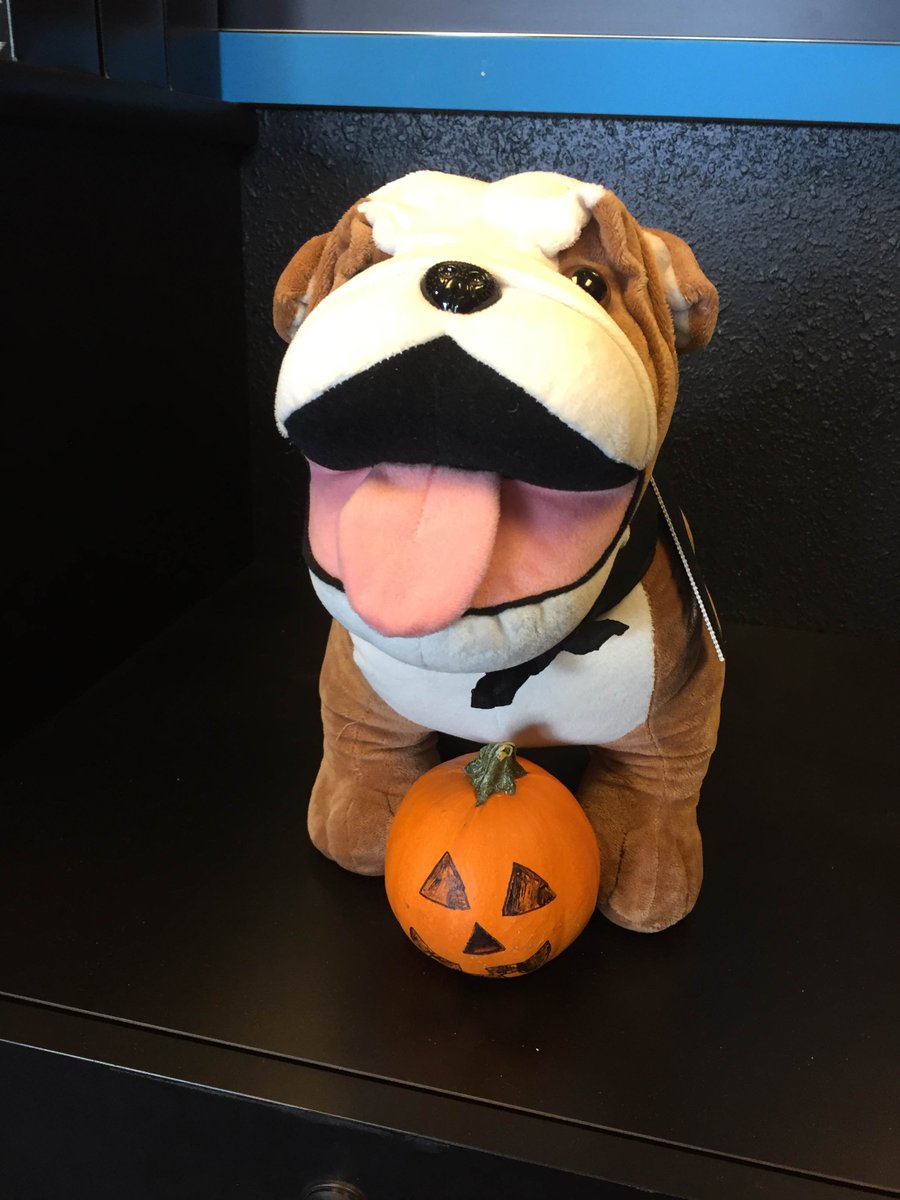 TucsonMINISvc's tweet photo. Happy #belated #halloween from #mini of #Tucson! #pumpkindog https://t.co/xfcTEpt4ss