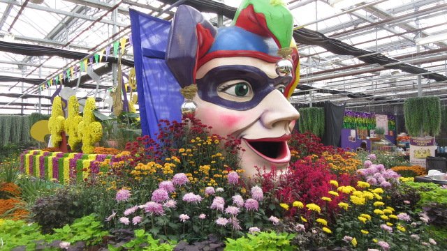 canadablooms's tweet photo. Check out our pictures of this year's Hamilton Mum Show. #CanadaBlooms #HamiltonMumShow #MardiGras2016 https://t.co/q23K5KrBT2 https://t.co/a534v1Kc4Z