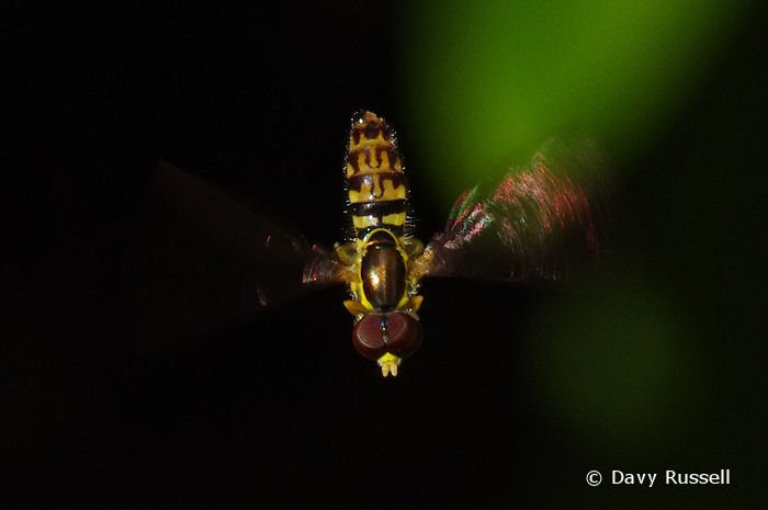 BugHavenBlog's tweet image. I love syrphid flies! They are also known as flower or hover flies. I just posted a collection of images here: bit.ly/2feSr6h