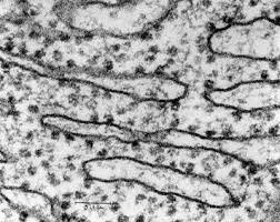 Ribosomes21_2's tweet photo. There are a lot of us in the cell (both types) WE WILL WORK TOGETHER FOR YOU!!!!
https://t.co/11eVEpUlvV https://t.co/dOwgF0sJf1