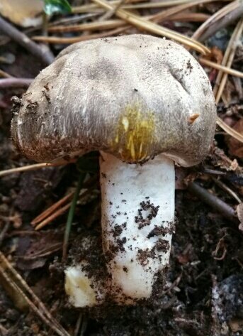 Agaricus moelleri, the Inky Mushroom. A woodland version of the Yellow Stainer and poisonous. Found today in Bournemouth.