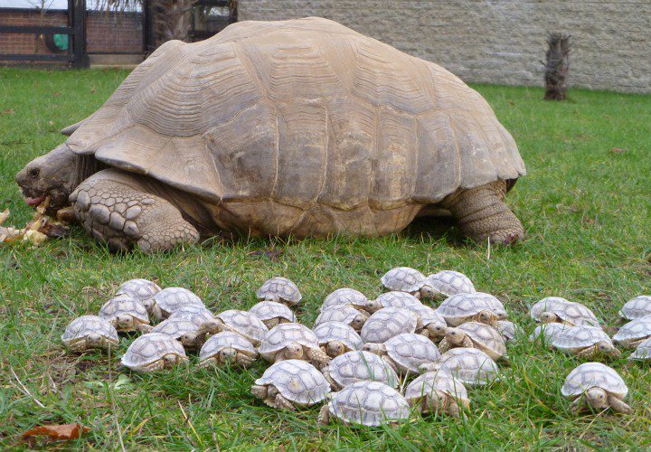 WeLoveDogsUSA's tweet photo. Did you know a group of tortoises is called a "creep"?
Not a very nice term for such an adorable gathering!

#animals https://t.co/6tivfHuziy
