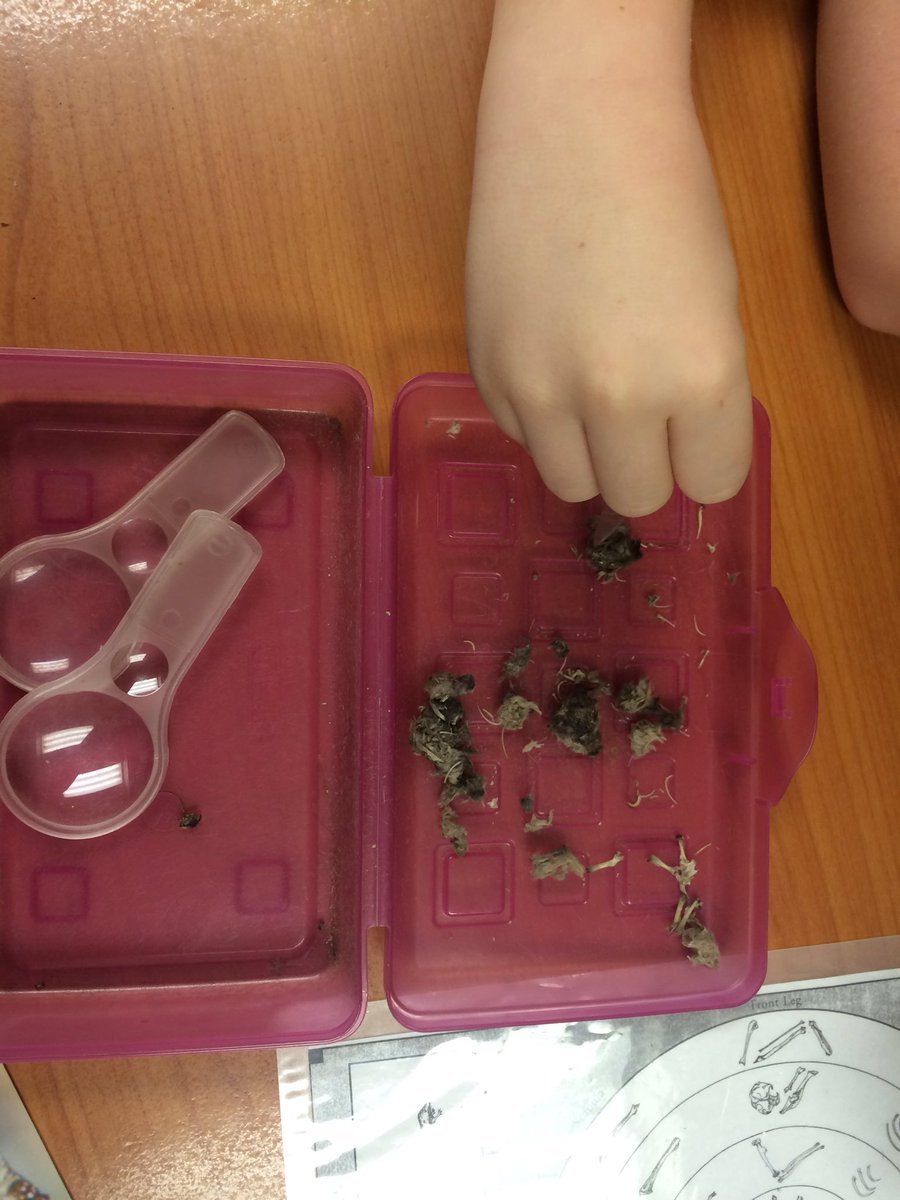 2nd_grade_scots's tweet photo. Monty the owl came to visit our class today @HighElem and we got to dissect owl pellets!!Thanks to the Ohio Bird Sanctuary for coming out! https://t.co/g1GYEAJGLg