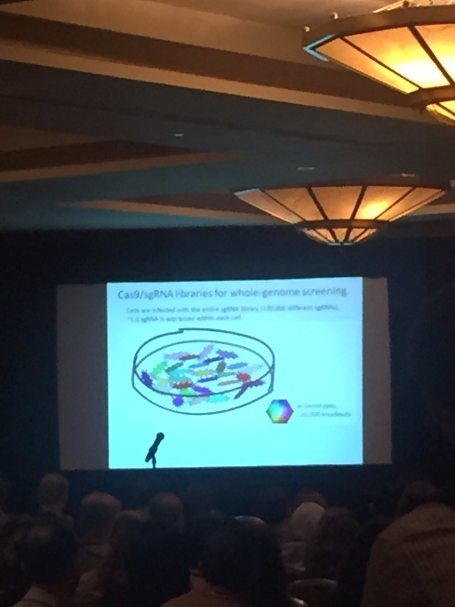 vascularbiology's tweet photo. Brian Coon talks whole-genome CRISPR screening in ECs to identify regulators of shear stress mechanotransduction    #IVBM2016 https://t.co/iZw7wzXQAx
