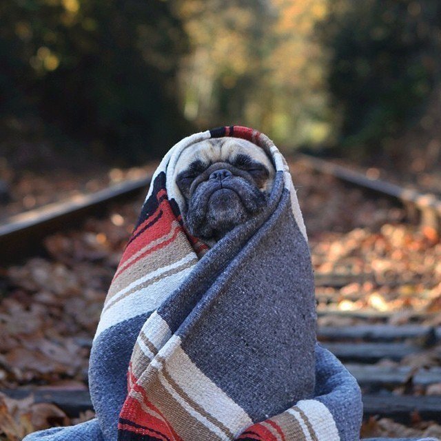 Pup_Doggy_Dog's tweet photo. All bundled up &amp; loving Fall.

Tag a friend who loves dogs!

Courtesy of @jermzlee

Tag us… https://t.co/IQq1P8bQg1 https://t.co/wzMvXzxMyd