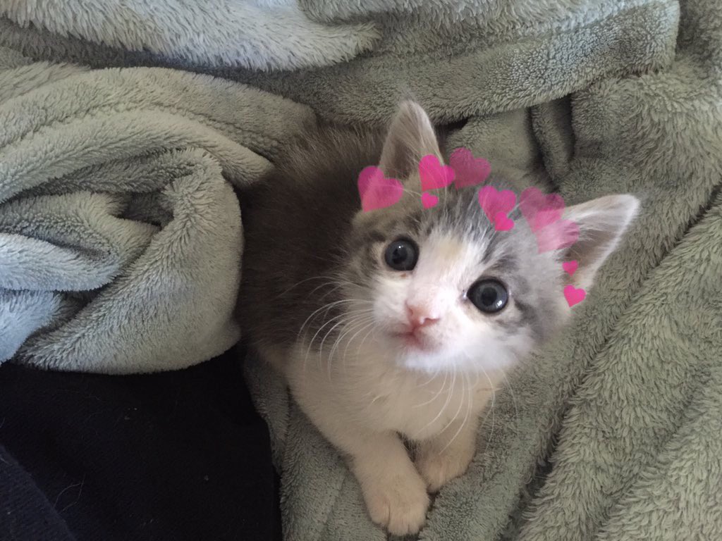 catswithearts's tweet photo. https://t.co/mfZwR1yS0D